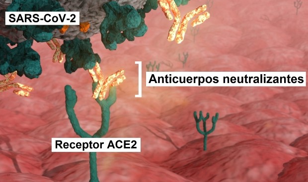 covid-19 Neutralizantes